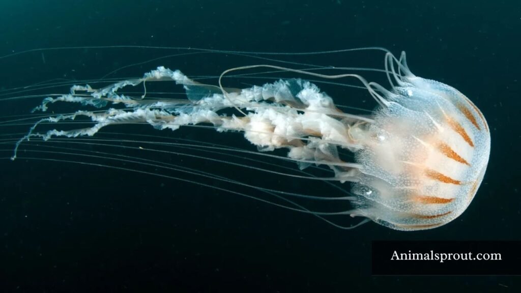 biggest jellyfish species