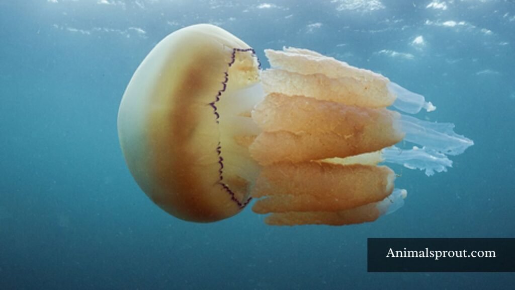 largest jellyfish species