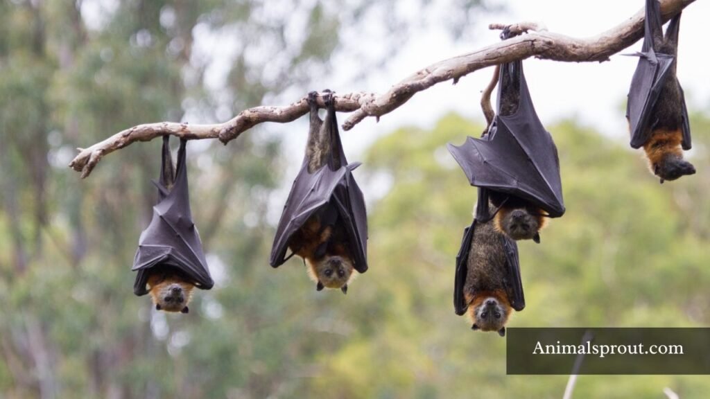 night time animals that whistle