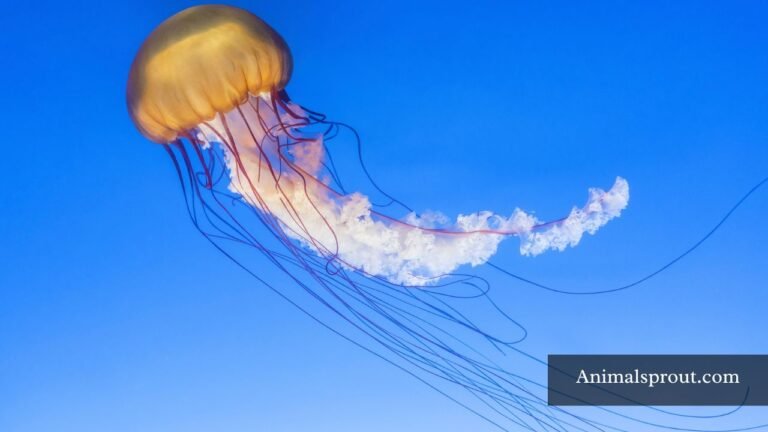 Biggest Jellyfish In The World