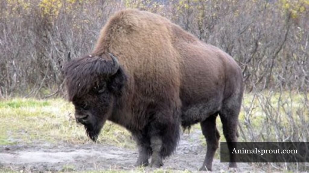 animals with manes