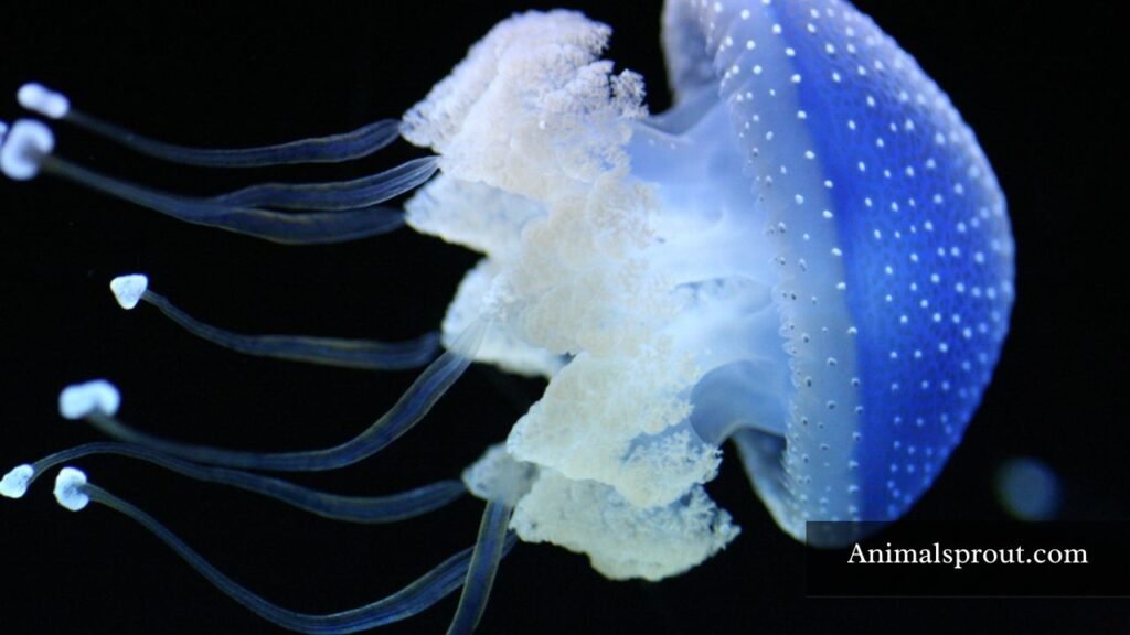 worlds biggest jellyfish