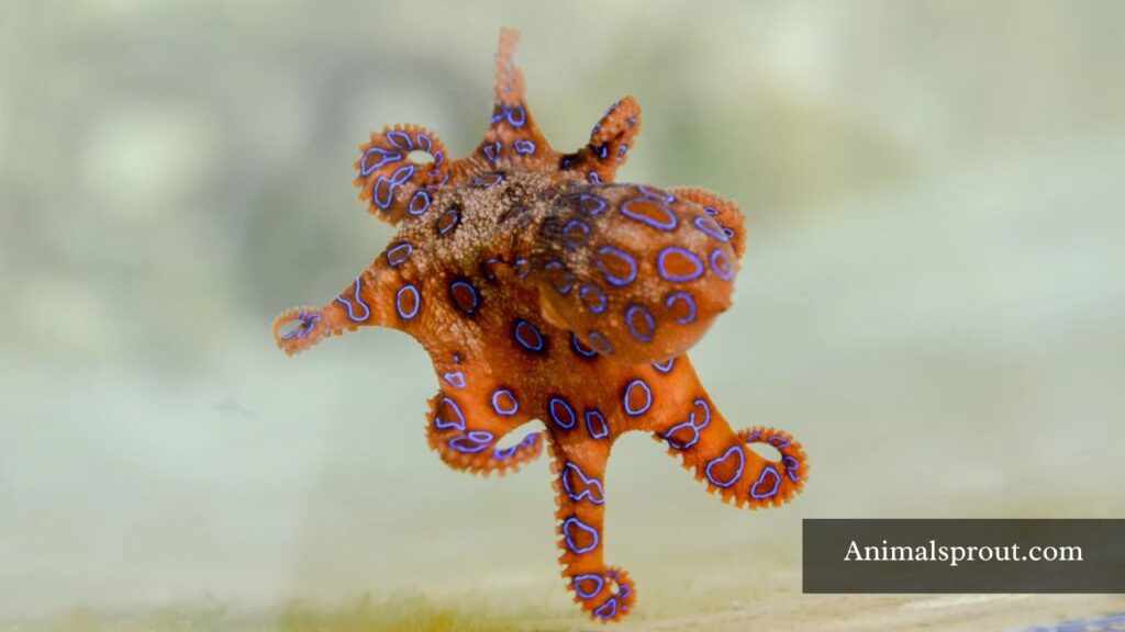 philippines dangerous animals