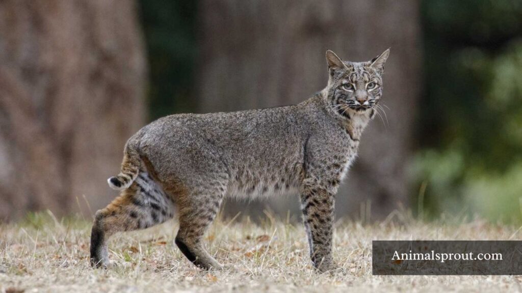 wild fox like animals