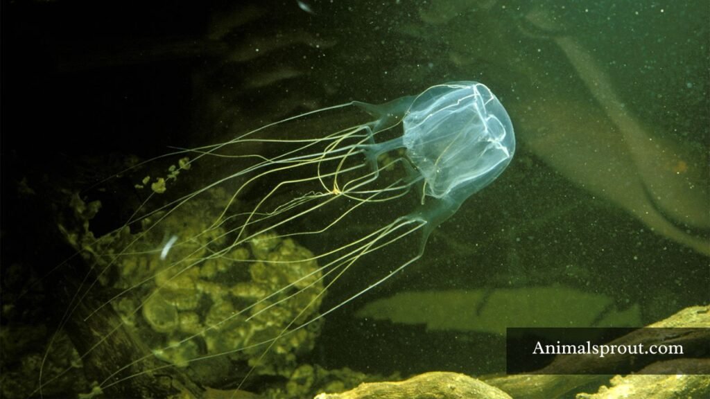 what's the biggest jellyfish in the world