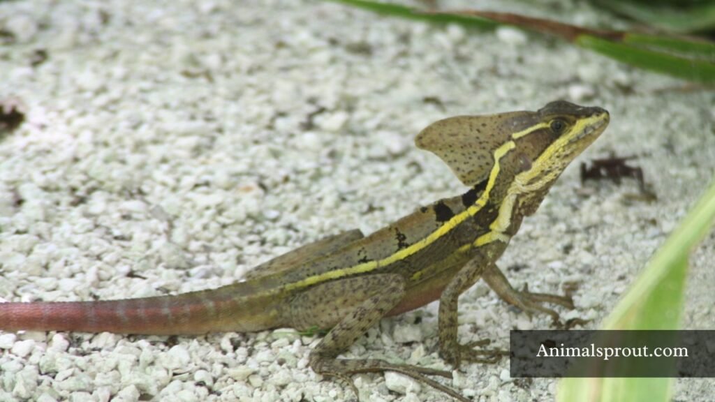types of lizards in florida with pictures