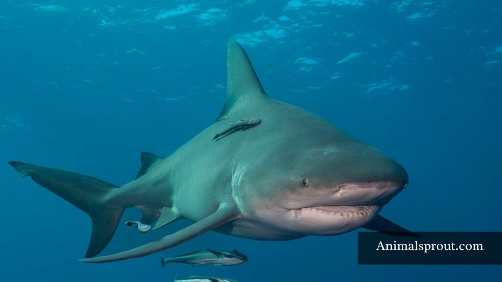 most dangerous animal in the philippines