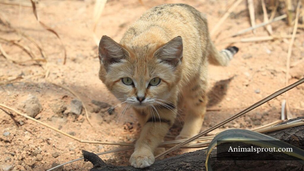 animals like a fox