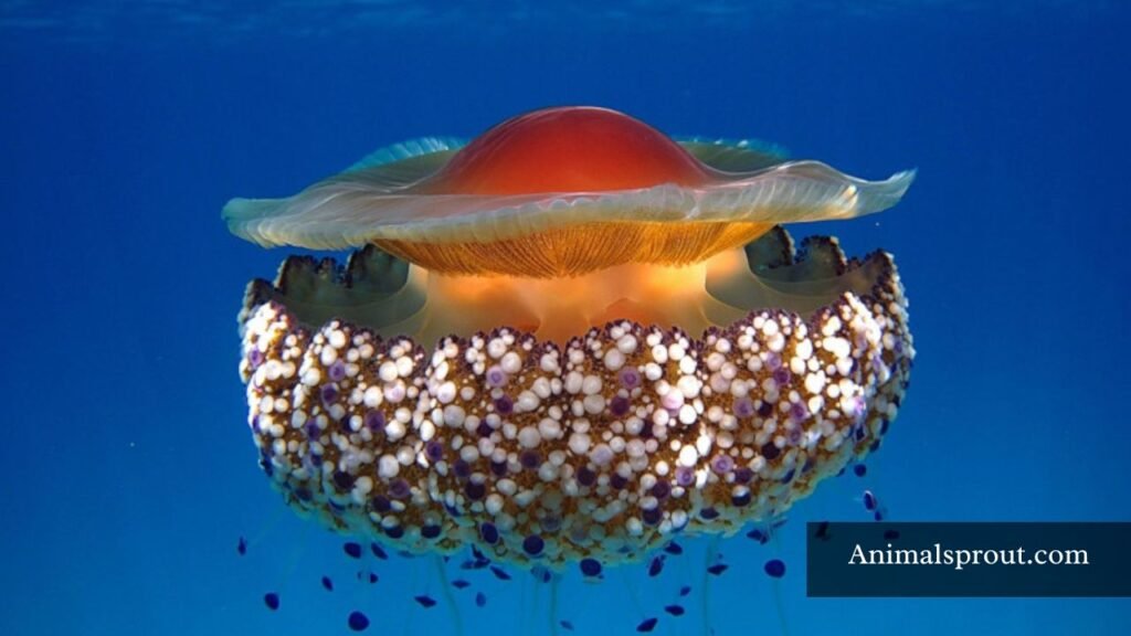how big is the biggest jellyfish