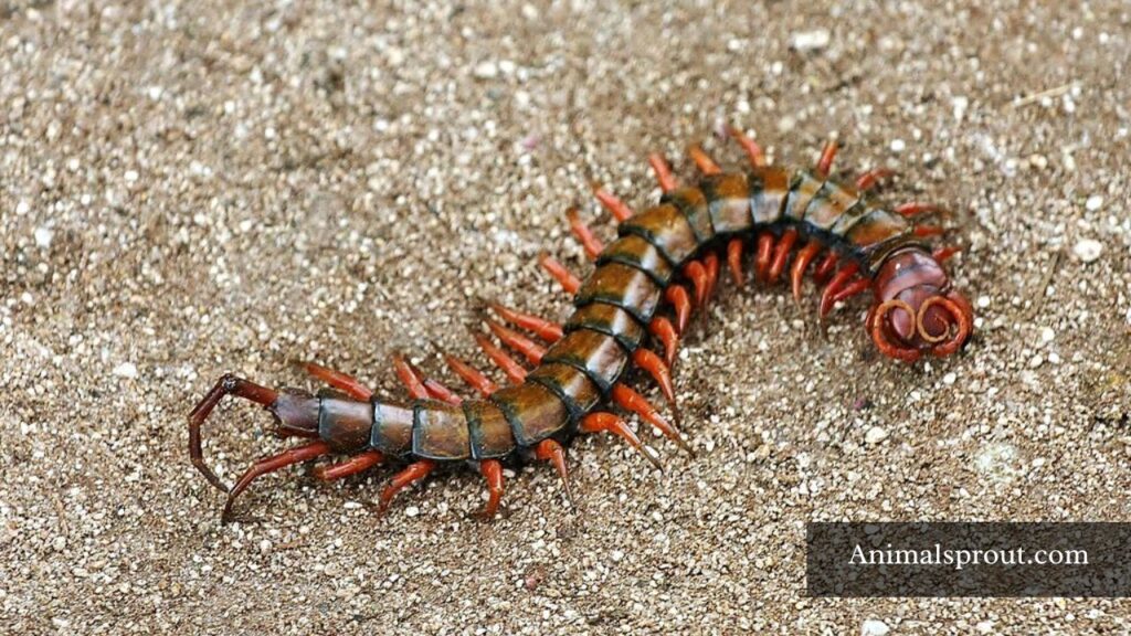 top 10 most dangerous animals in the philippines