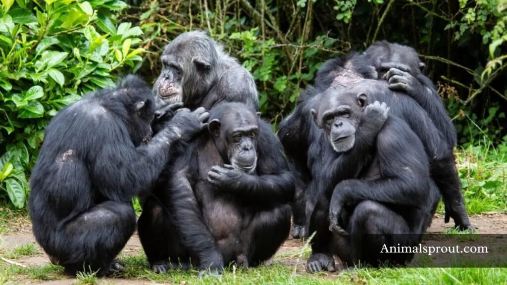 animals that live in groups list