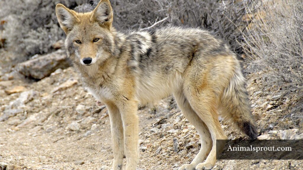 animals similar to foxes