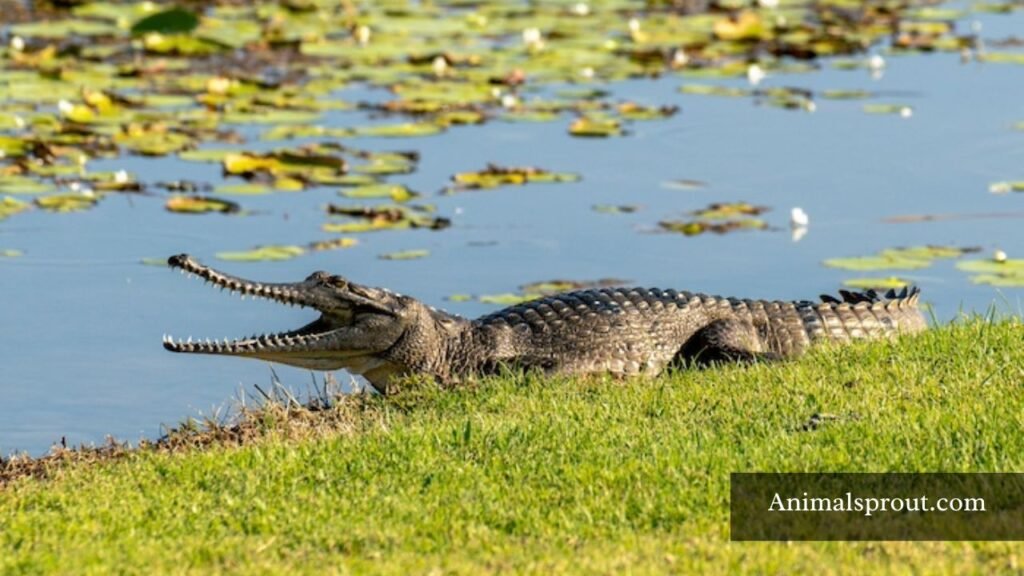 animals live in mexico