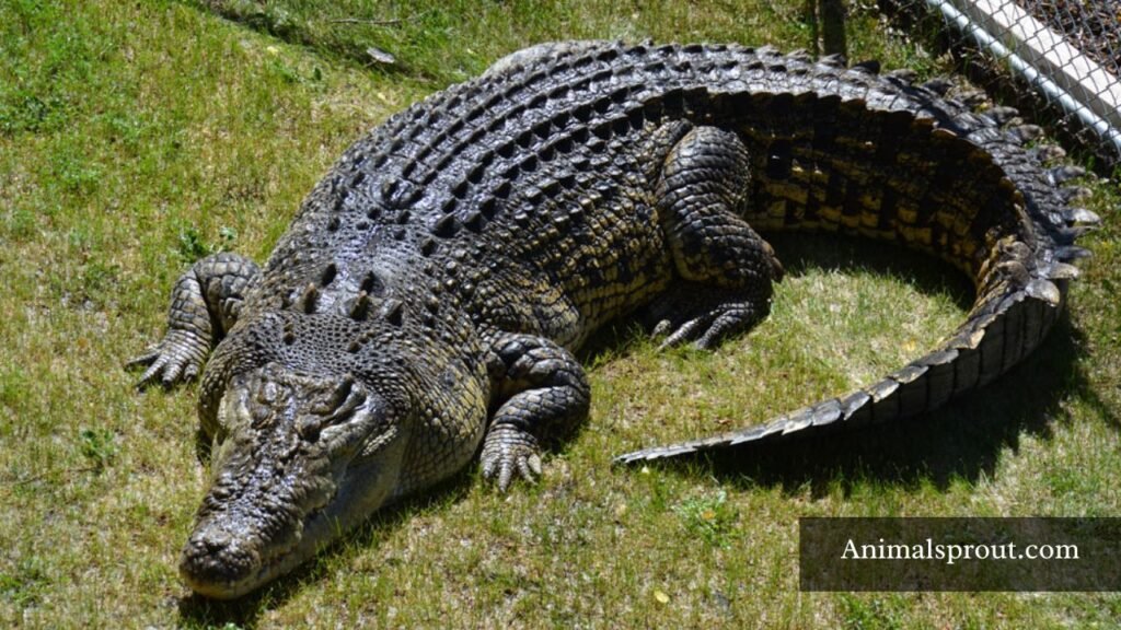 what's the most patient animal