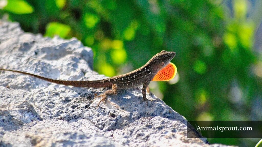 native florida lizards