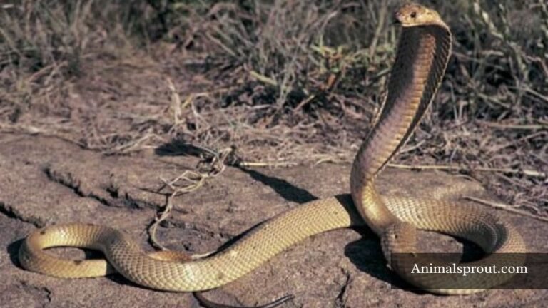 Dangerous Animals in The Philippines