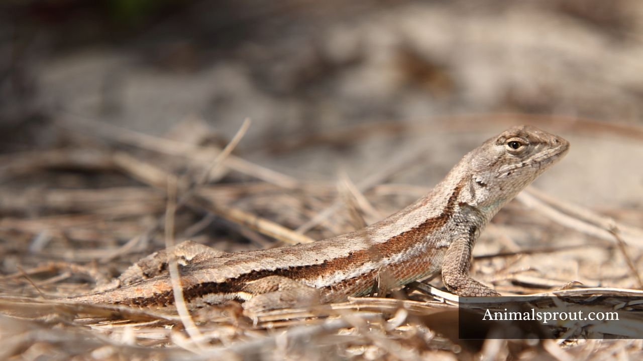 Different Types of Lizards in Florida