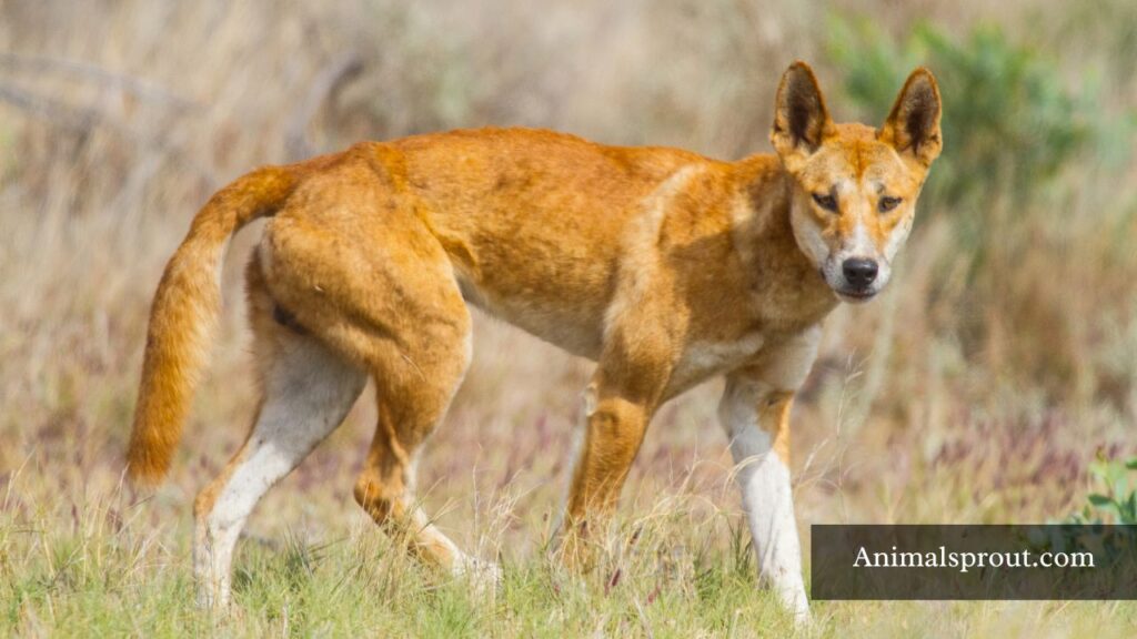 which animal is similar to fox