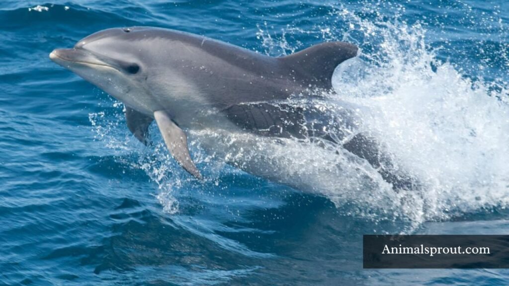 what animals whistle