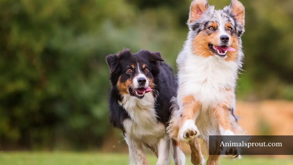 animals that look like foxes