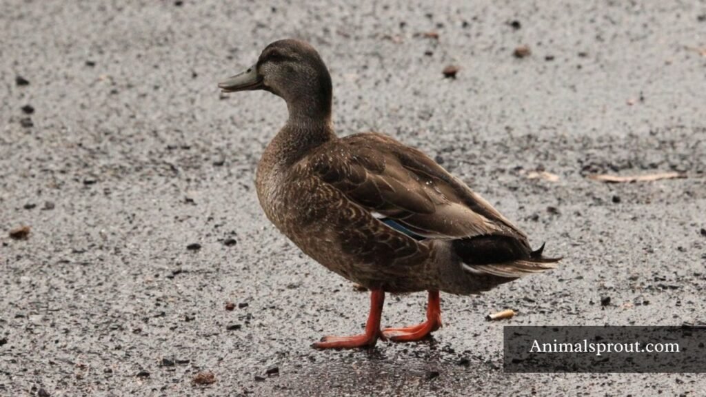animals that waddle when they walk