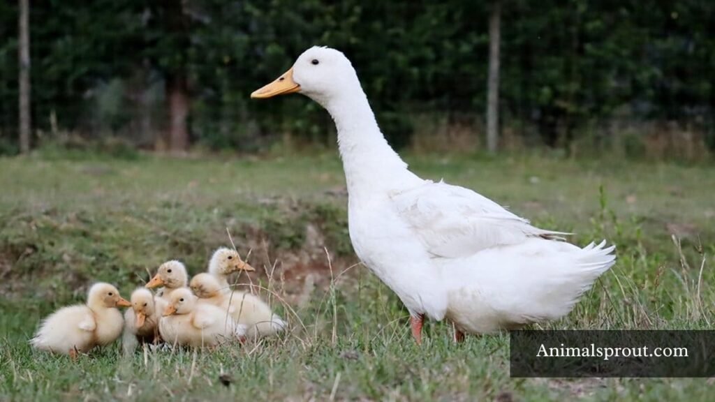 animals that show anxiety