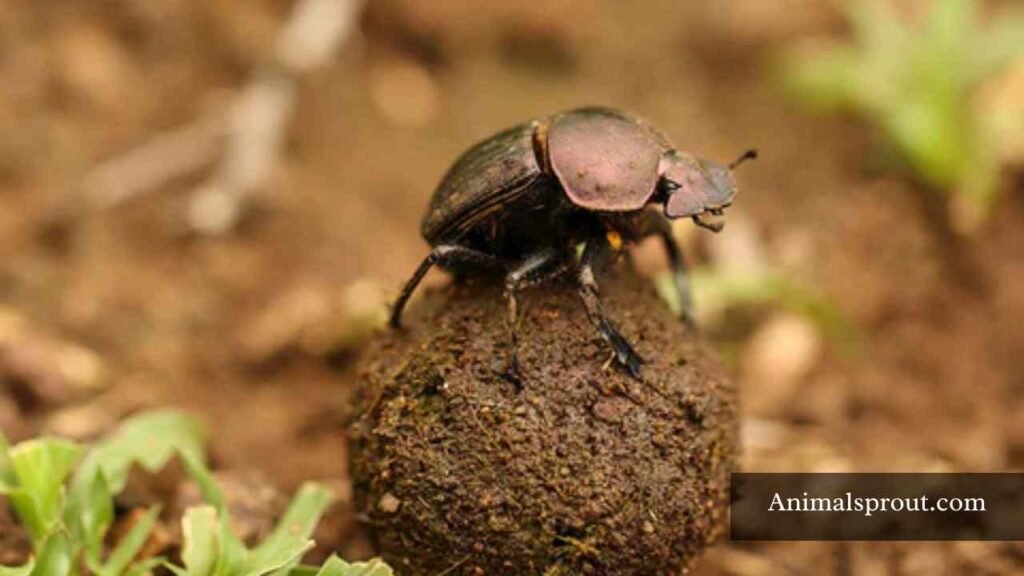 small but strong animals