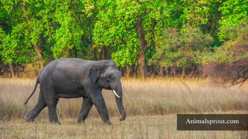 which animal has a trunk