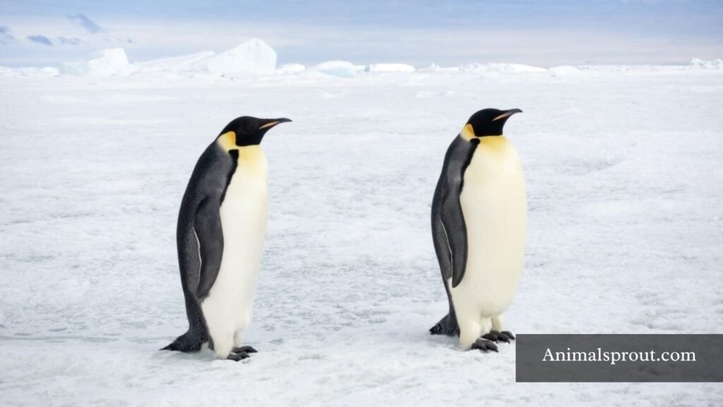 penguin breeds list