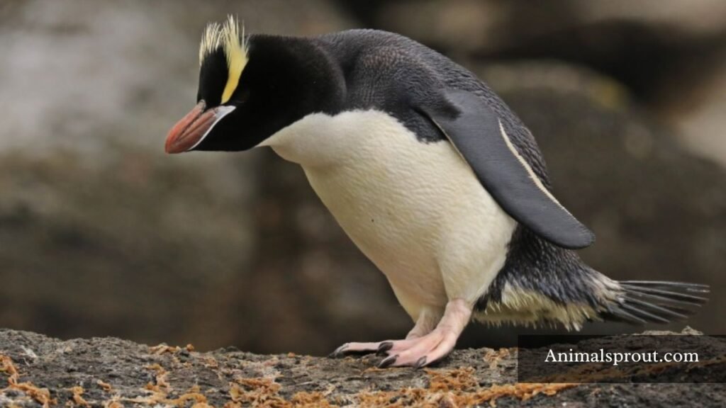 Different breeds of penguin