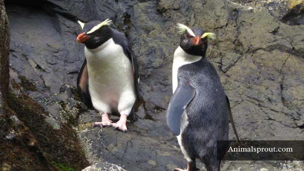 different penguin breeds