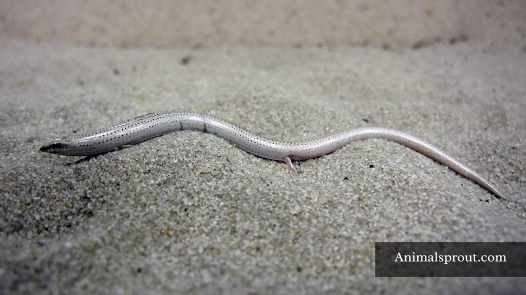small lizards in florida