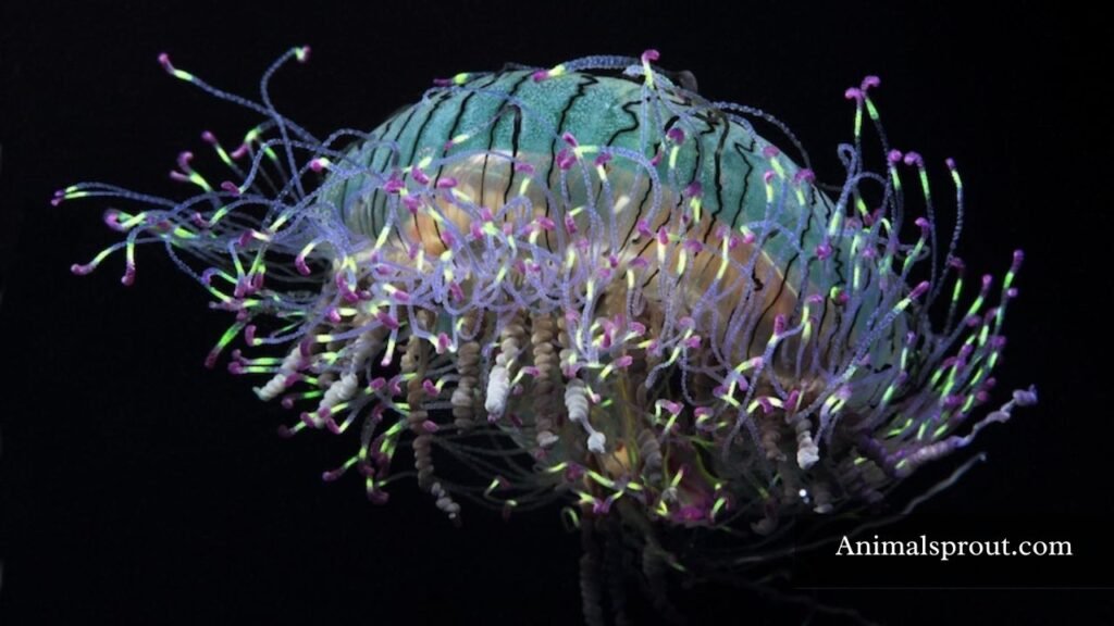 what's the biggest jellyfish