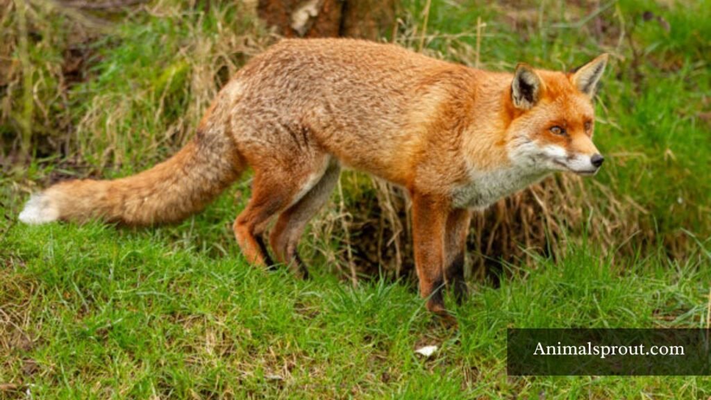 animals that eat pomegranate list