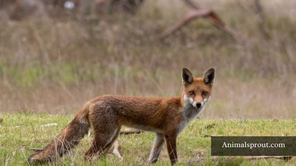 what are sneaky animals