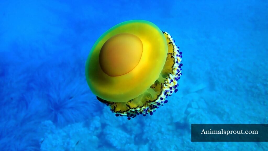the world's biggest jellyfish