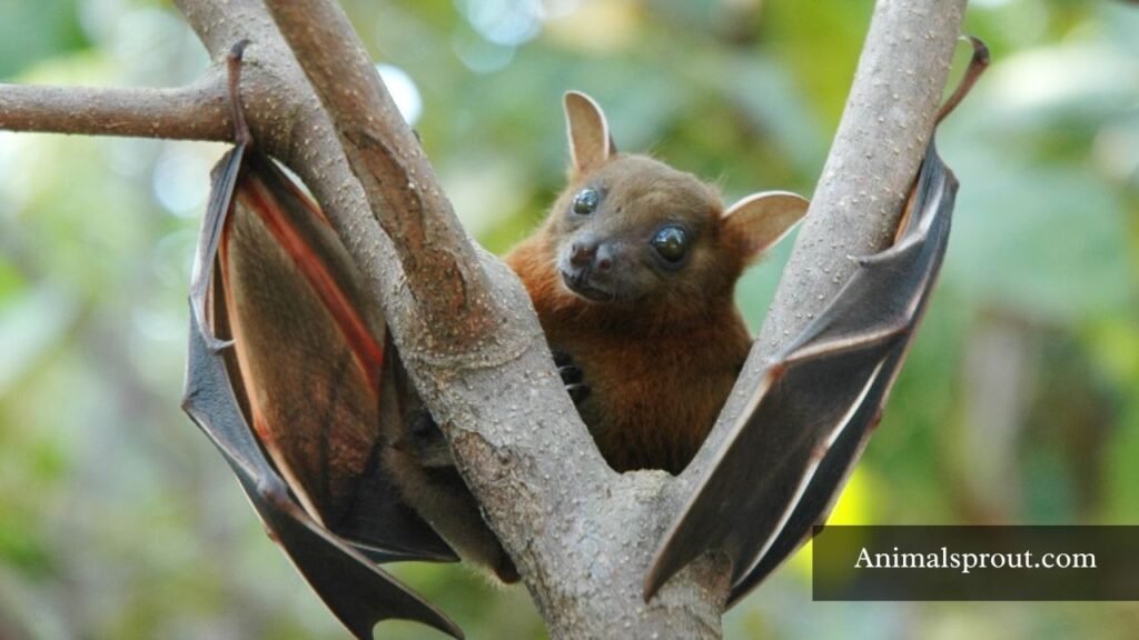 animal that like to eat pomegranate
