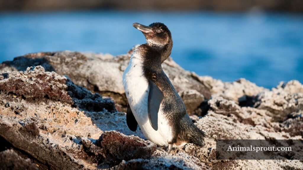 penguins breed with pictures