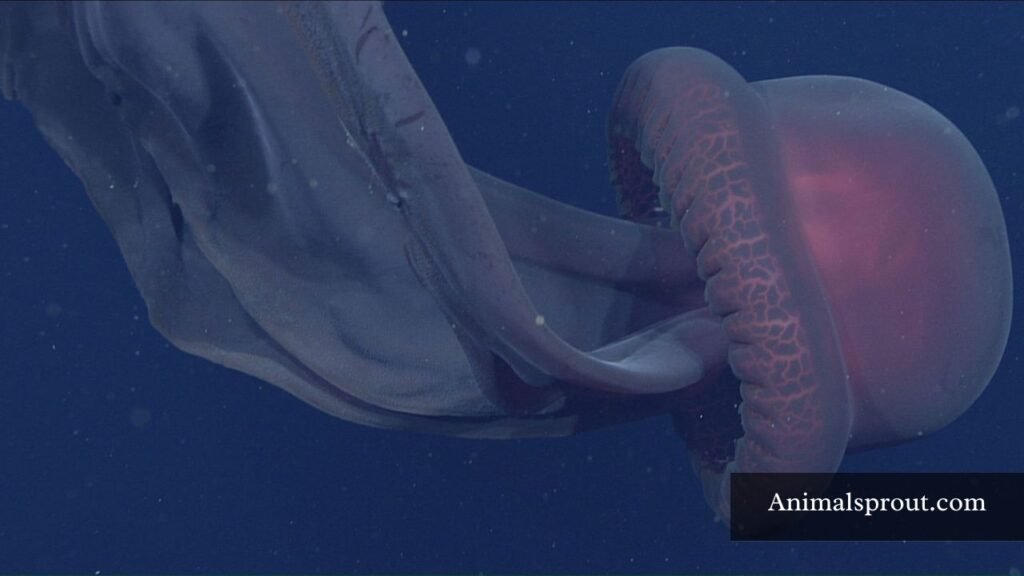 biggest jellyfish on earth