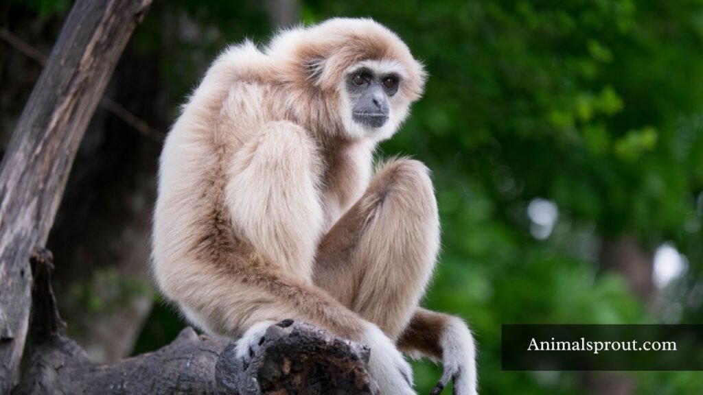 bipedal animals pictures