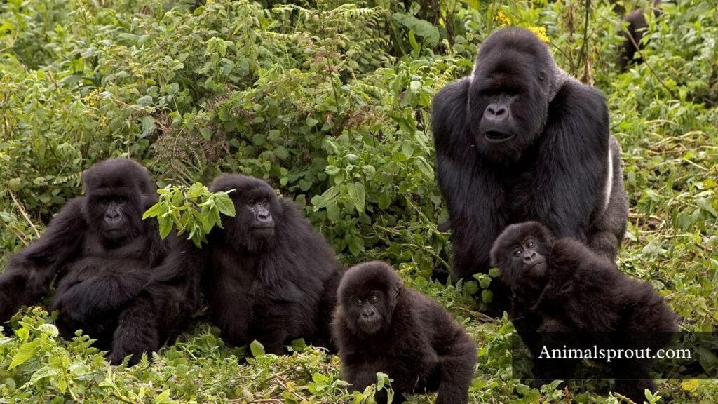 what animals live in groups