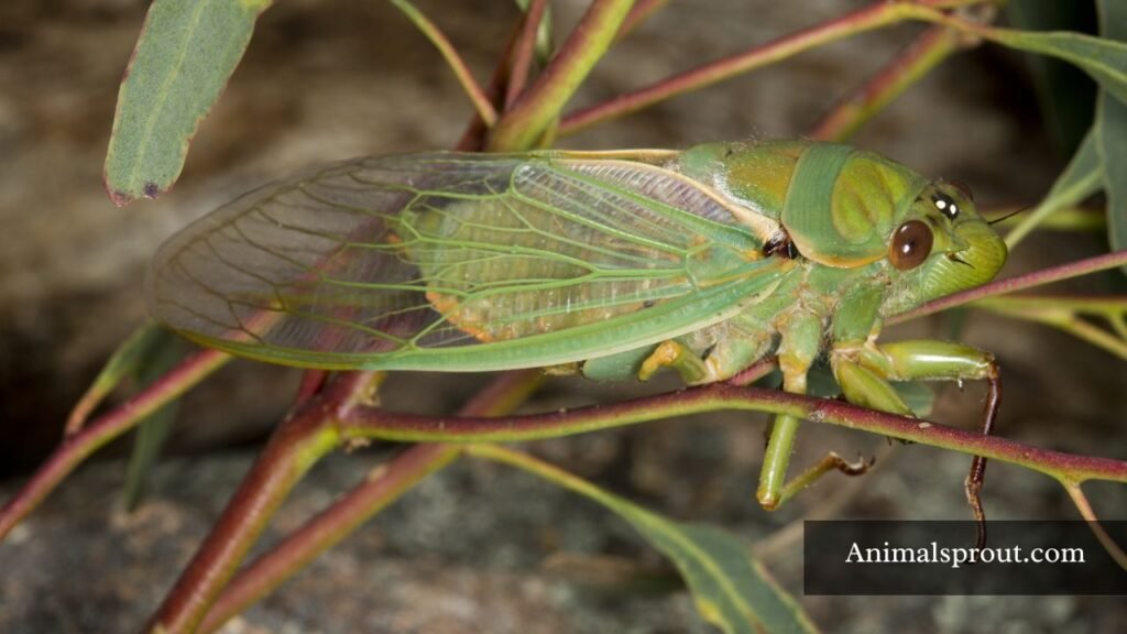 small and loud animals