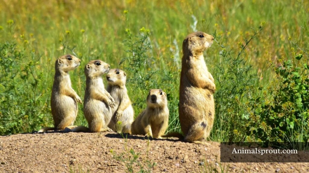 animals that stay in groups
