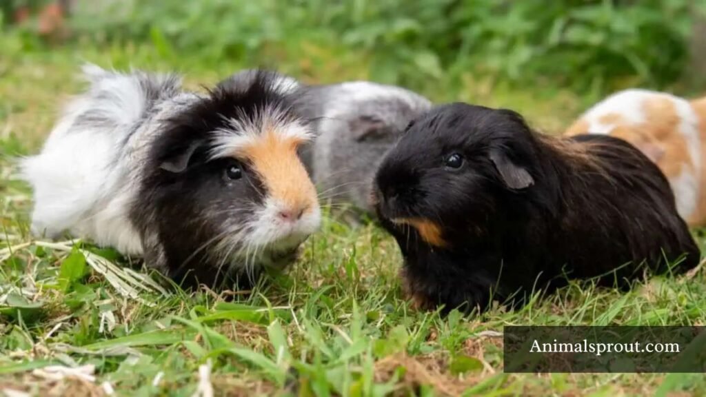 which animal has the most anxiety
