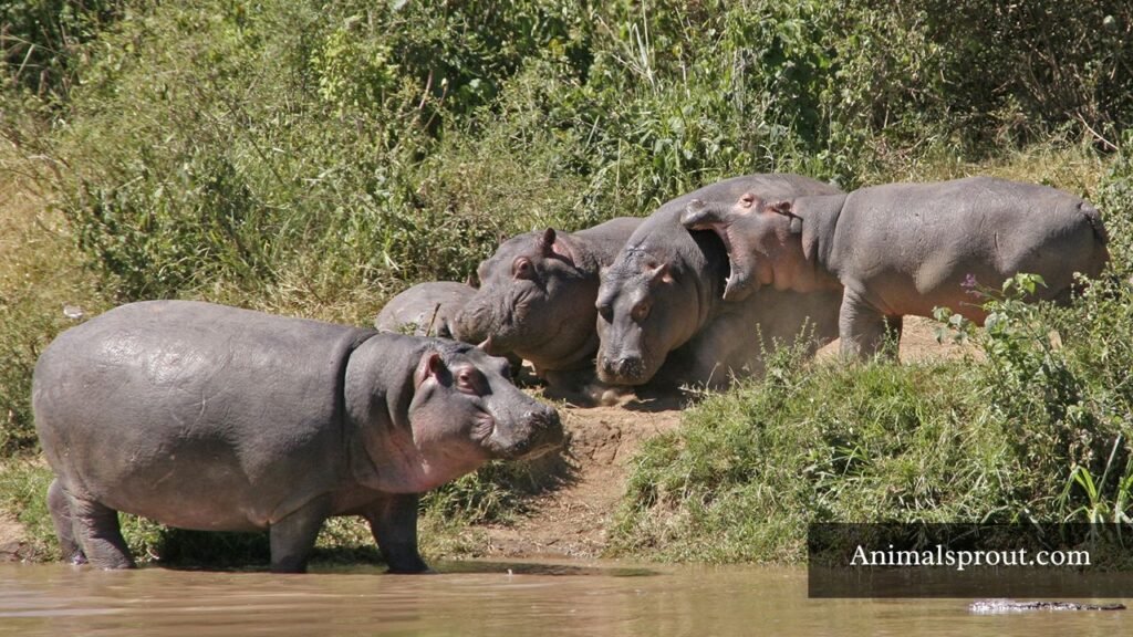 which animal lives in groups