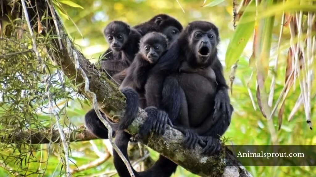 top 10 loudest animals in the world