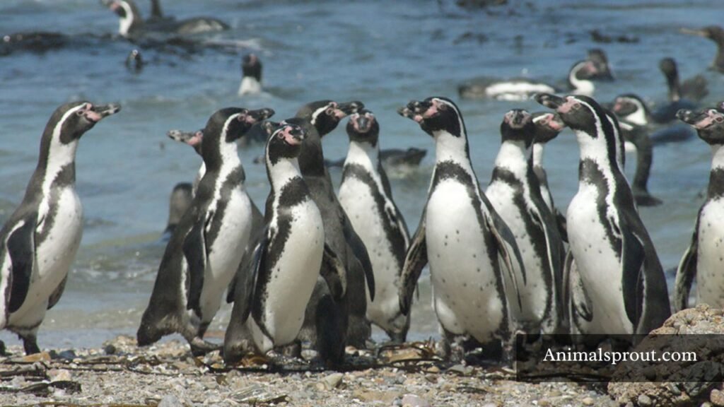 types of penguins list