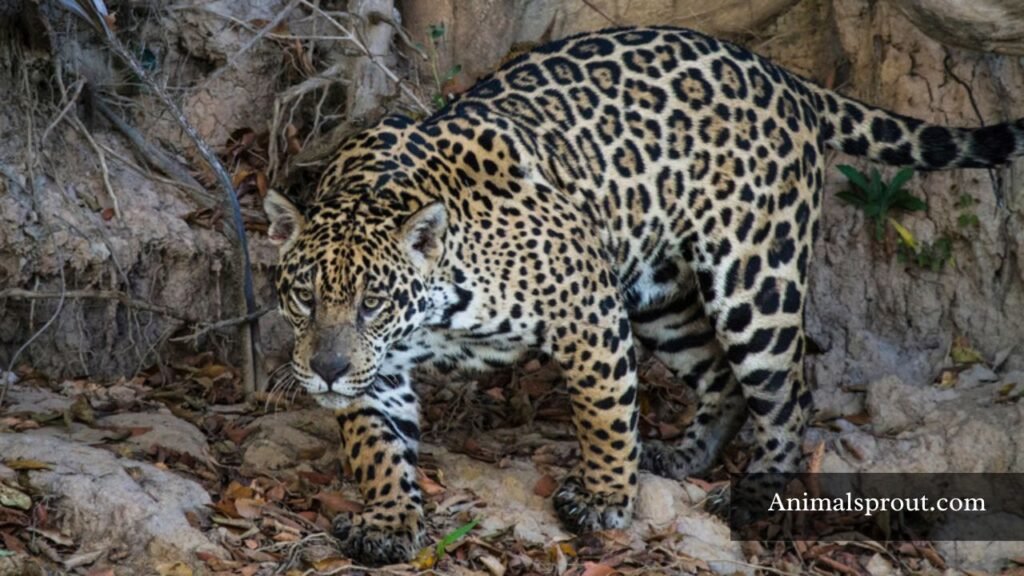 rare mexican animals