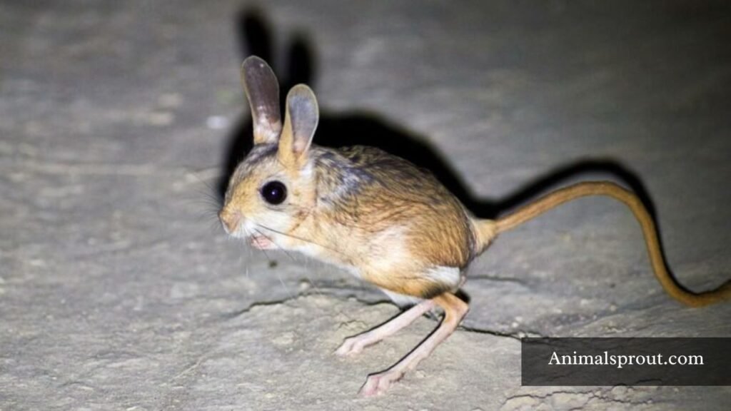 all animals that walk on 2 legs