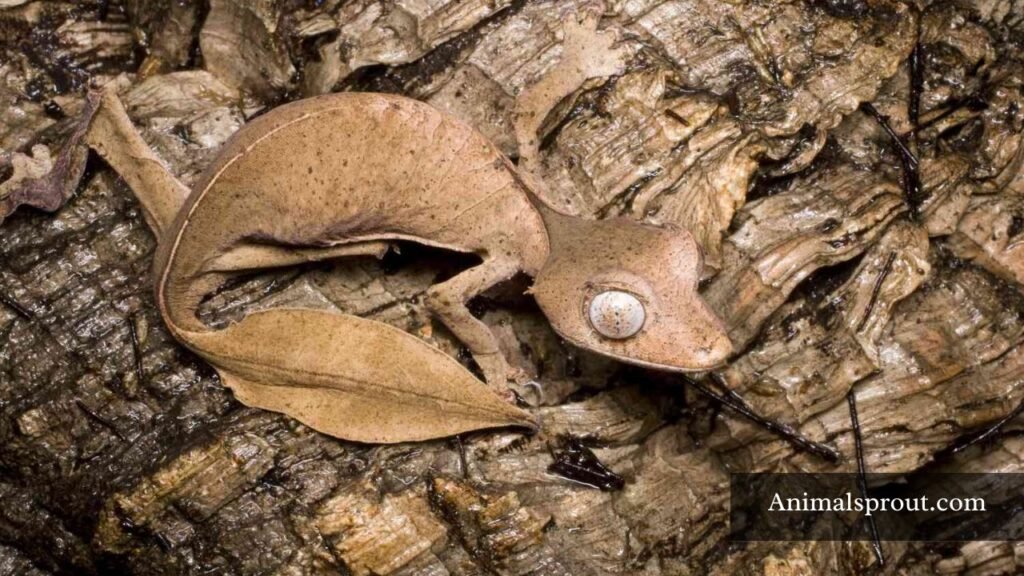 small sneaky animals